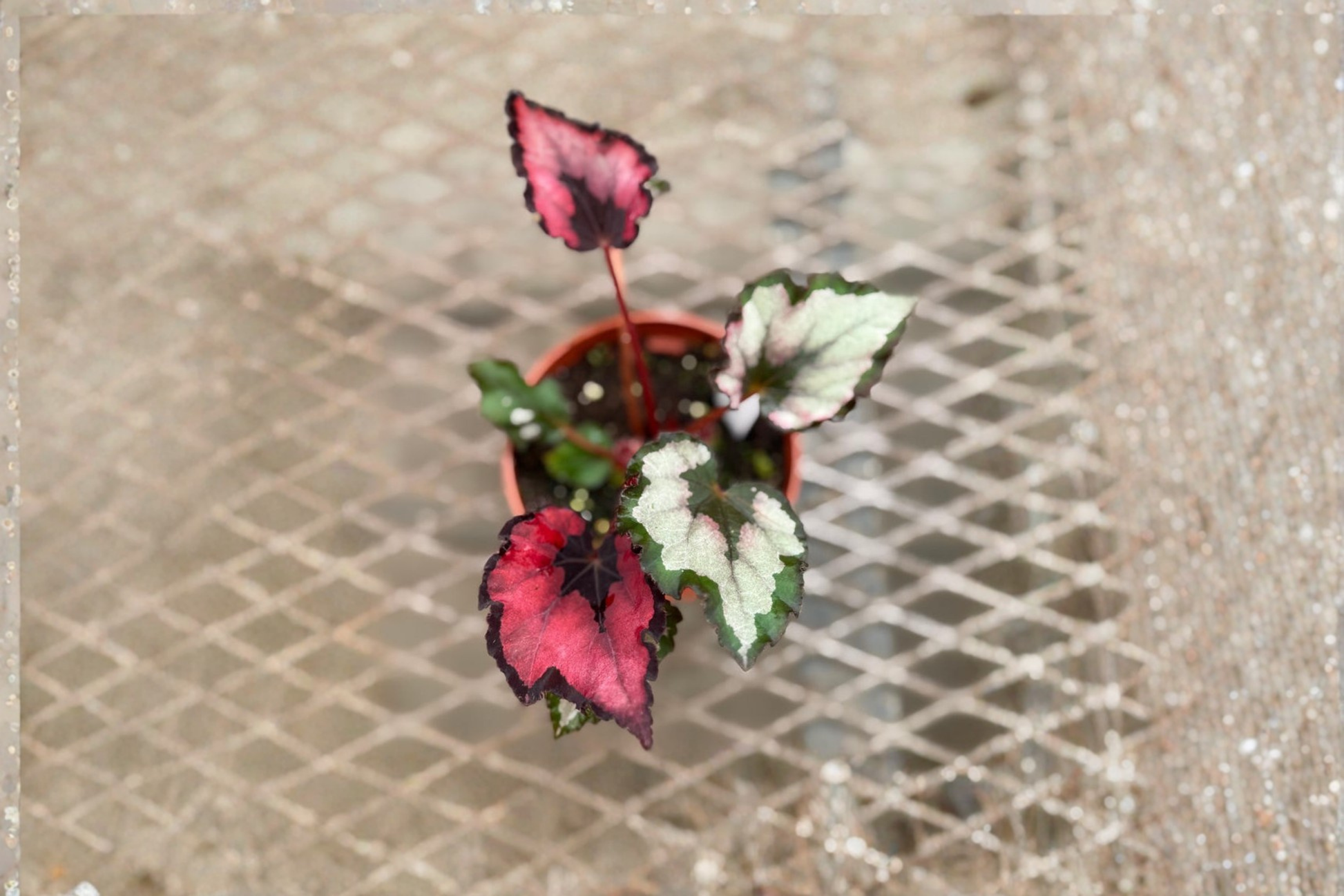 Begonia Rex Red Robin Live Plant, 4 Inch Pot, Tropical Houseplant, Red Pink Foliage, Indoor Decor, Rare Rex Begonia