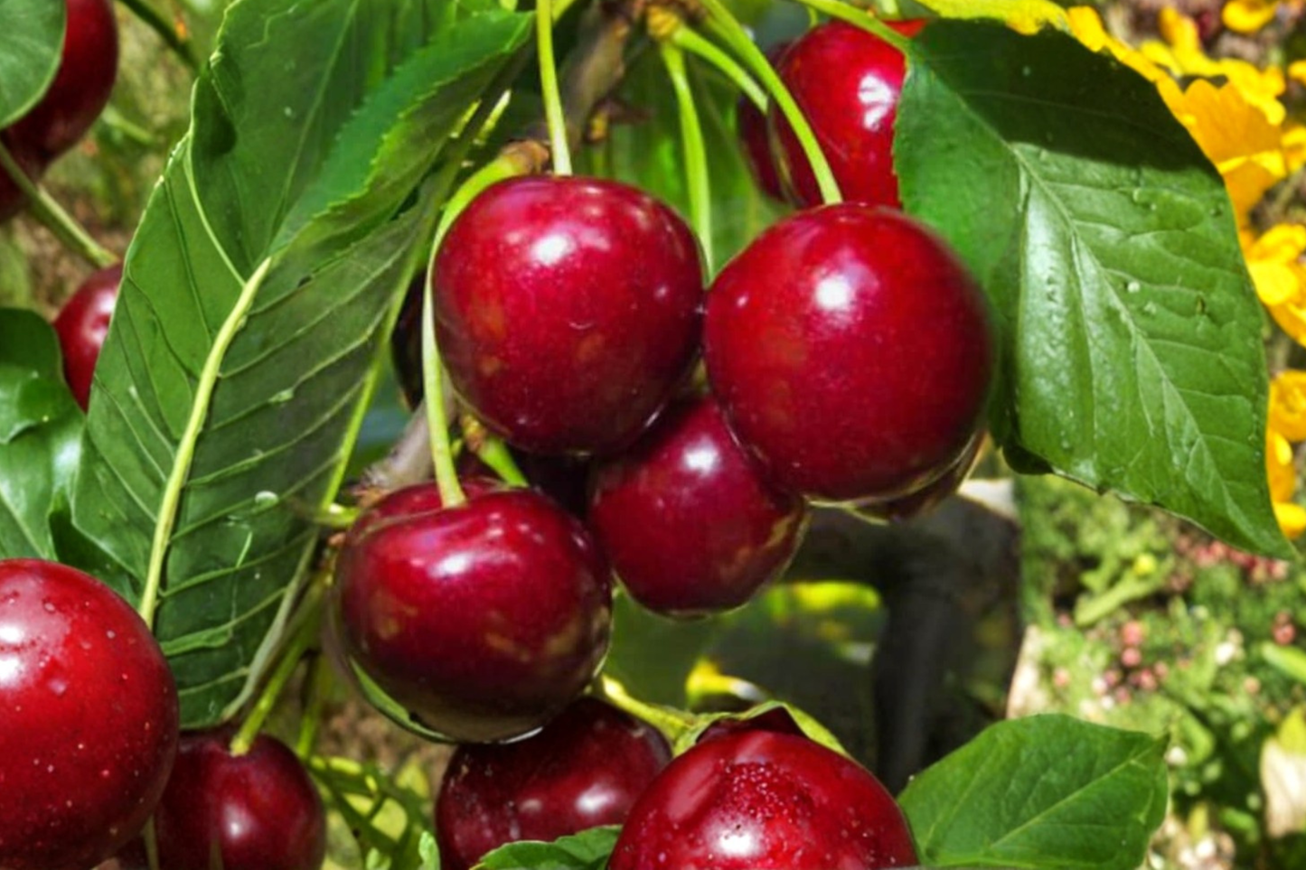 Lapins Cherry Tree Seeds – Rare Fruit Plant for Outdoor Garden & Container Growing, Prunus avium 'Lapins'