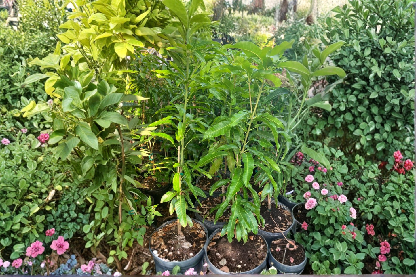 Grafted Kent Mango Tree – Tropical Fruit Tree in 3-Gallon Pot, Mangifera indica, Edible Mango for Backyard Garden