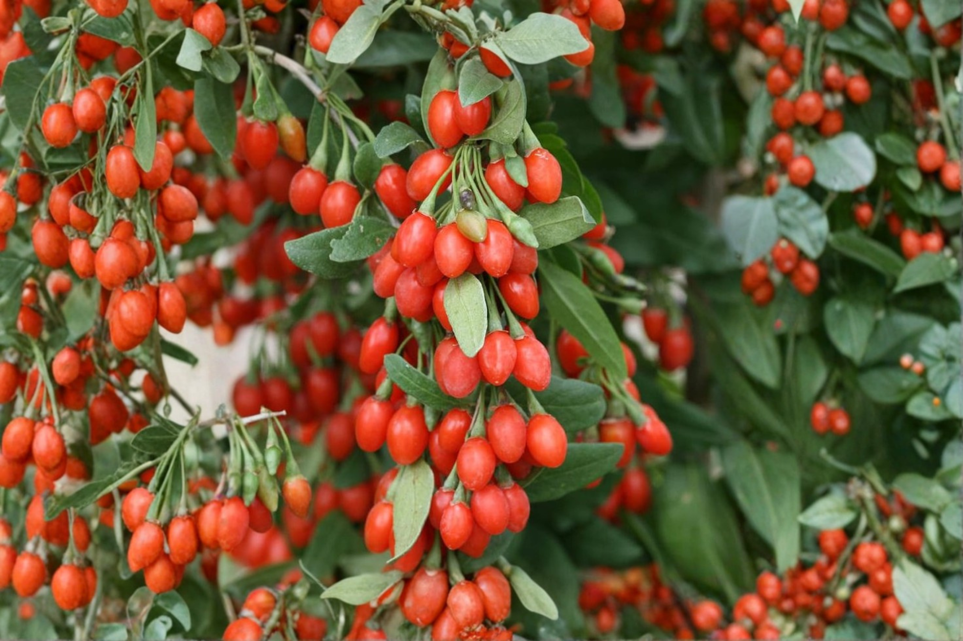 Phoenix Tears Goji Berry Plant 1 Gallon | Lycium barbarum Fruiting Shrub for Edible Gardens