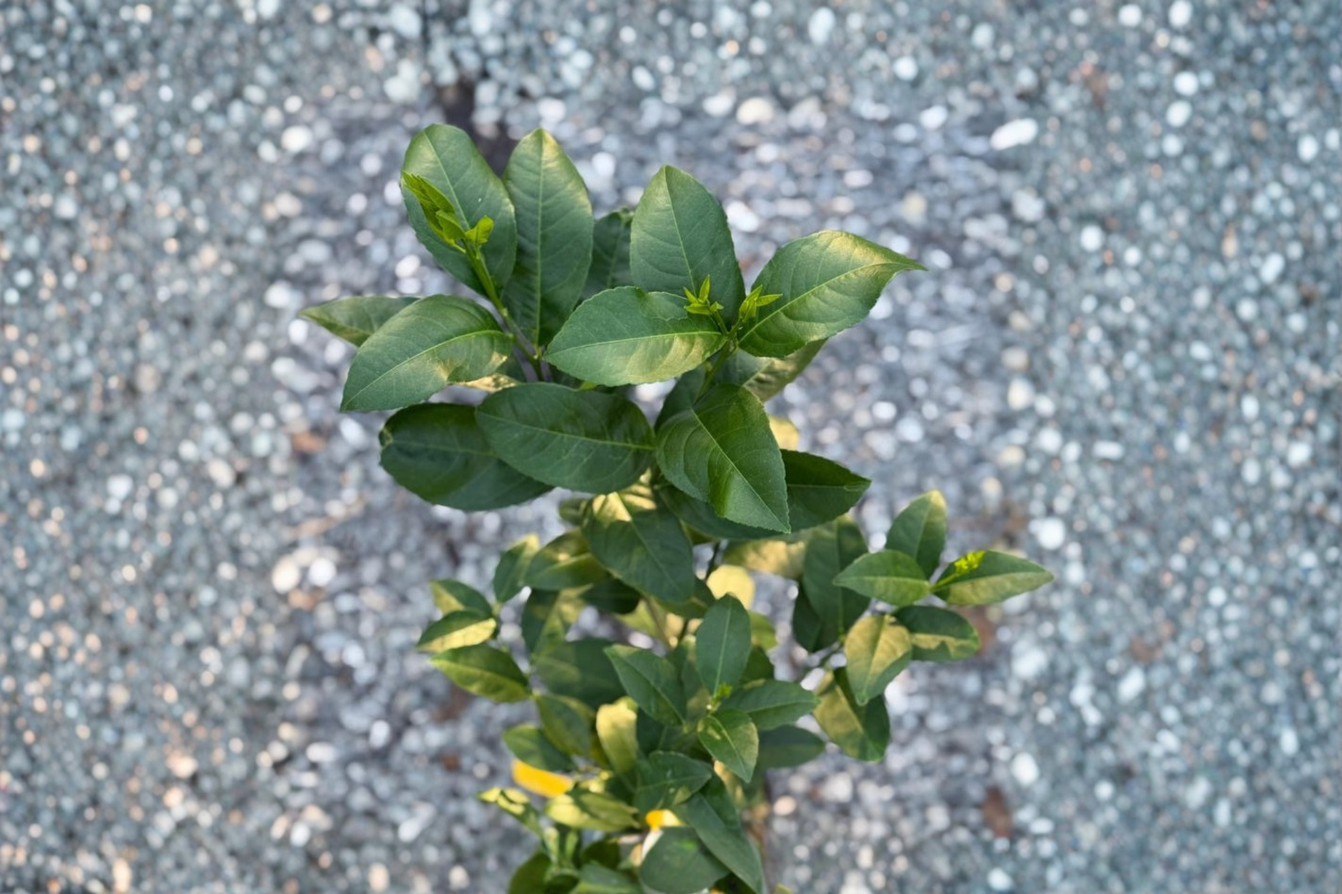 Eureka Lemon Tree Live Plant, Grafted Citrus Fruit Tree in 5-Inch Pot, Indoor Outdoor Edible Garden, Bright Yellow Lemons