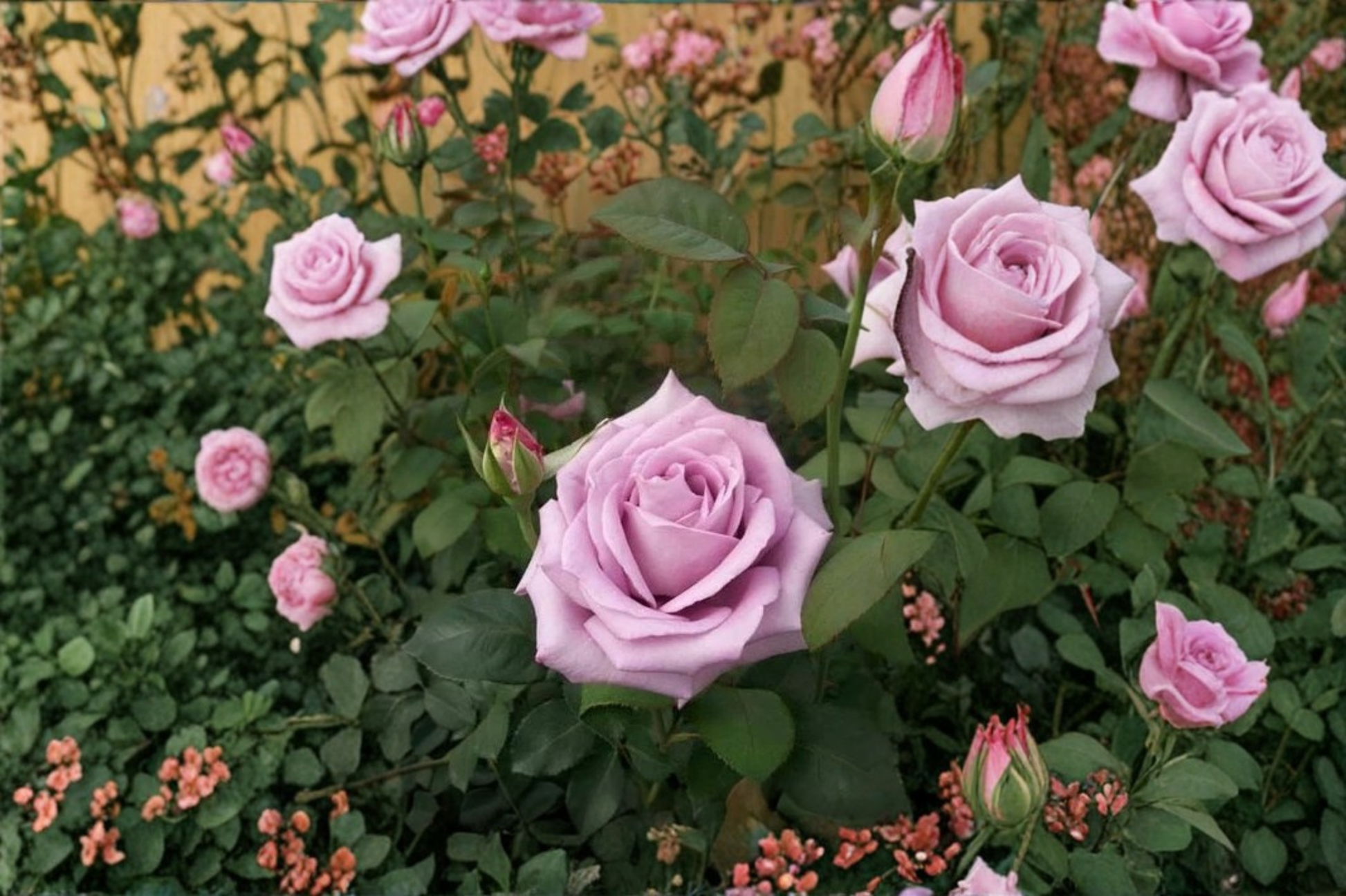 Blue Girl Rose Bush 1 Gal – Mauve Lavender Hybrid Tea Rose for Garden, Landscape, Patio Plant