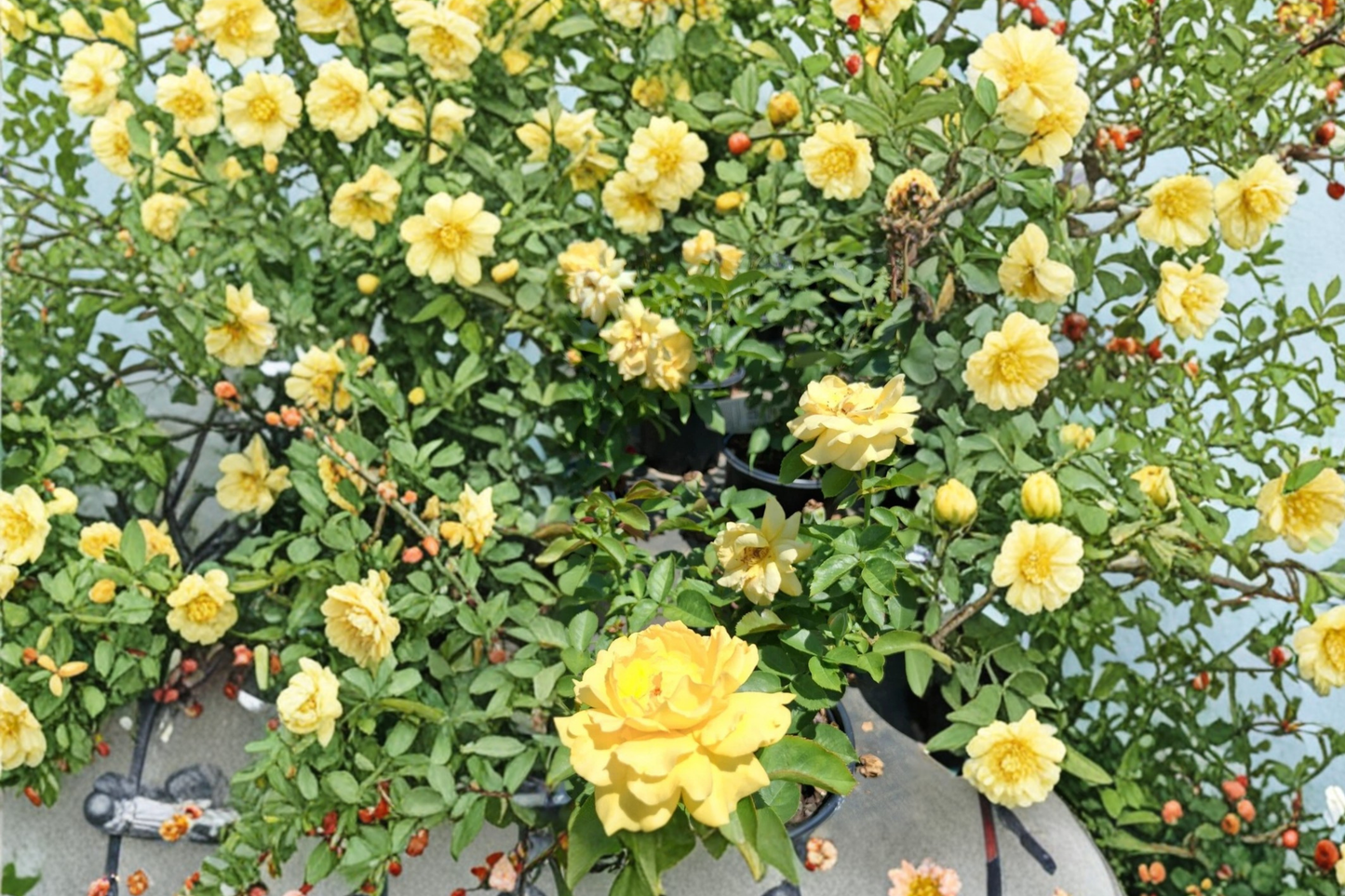 Julia Child Floribunda Rose Live Plant 2 Gal, Butter-Gold Blooms, Fragrant Flowering Shrub, Rosa Hybrid for Garden Outdoor