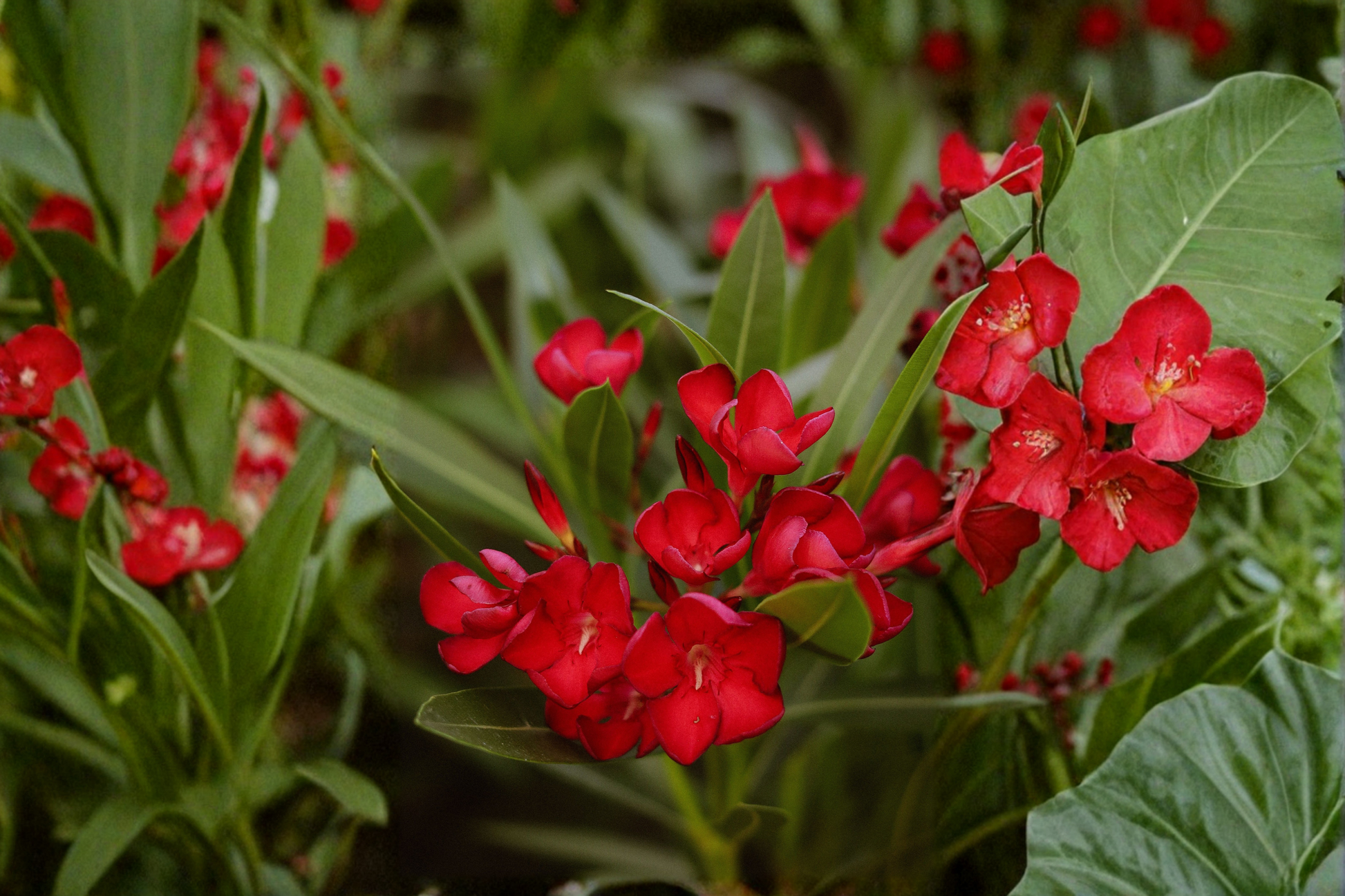Red Oleander Live Plant in 4 Inch Starter Pot - Nerium oleander