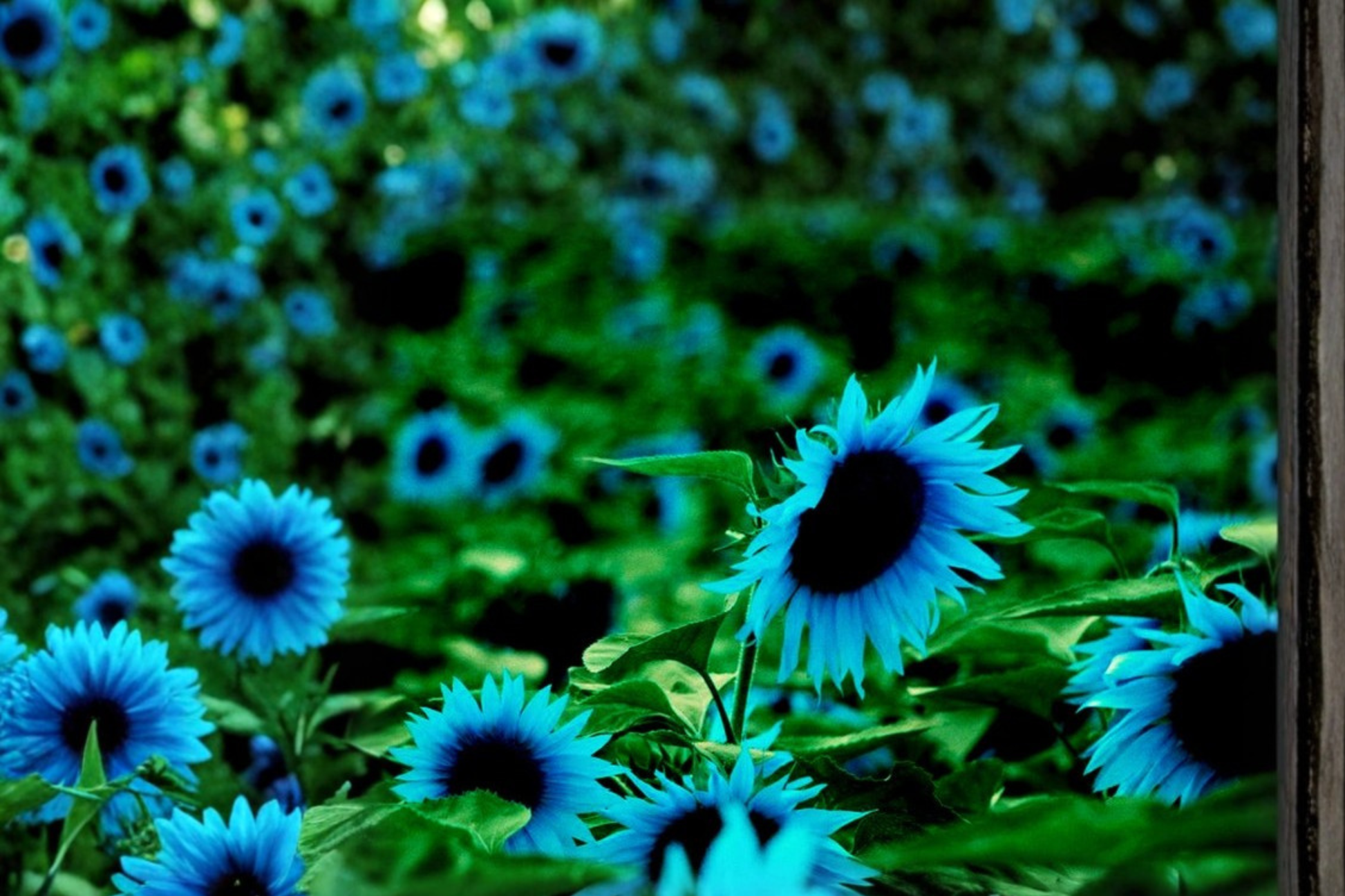 Dark Purple Sunflower Seeds, Ornamental Helianthus annuus, 5 Pack for Outdoor Garden & Borders