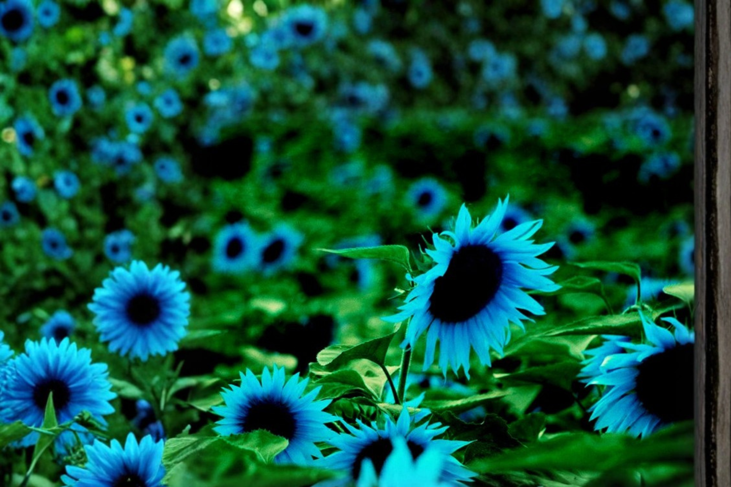 Dark Purple Sunflower Seeds – Helianthus annuus, Ornamental Flower, 10 Seeds for Outdoor Garden & Borders