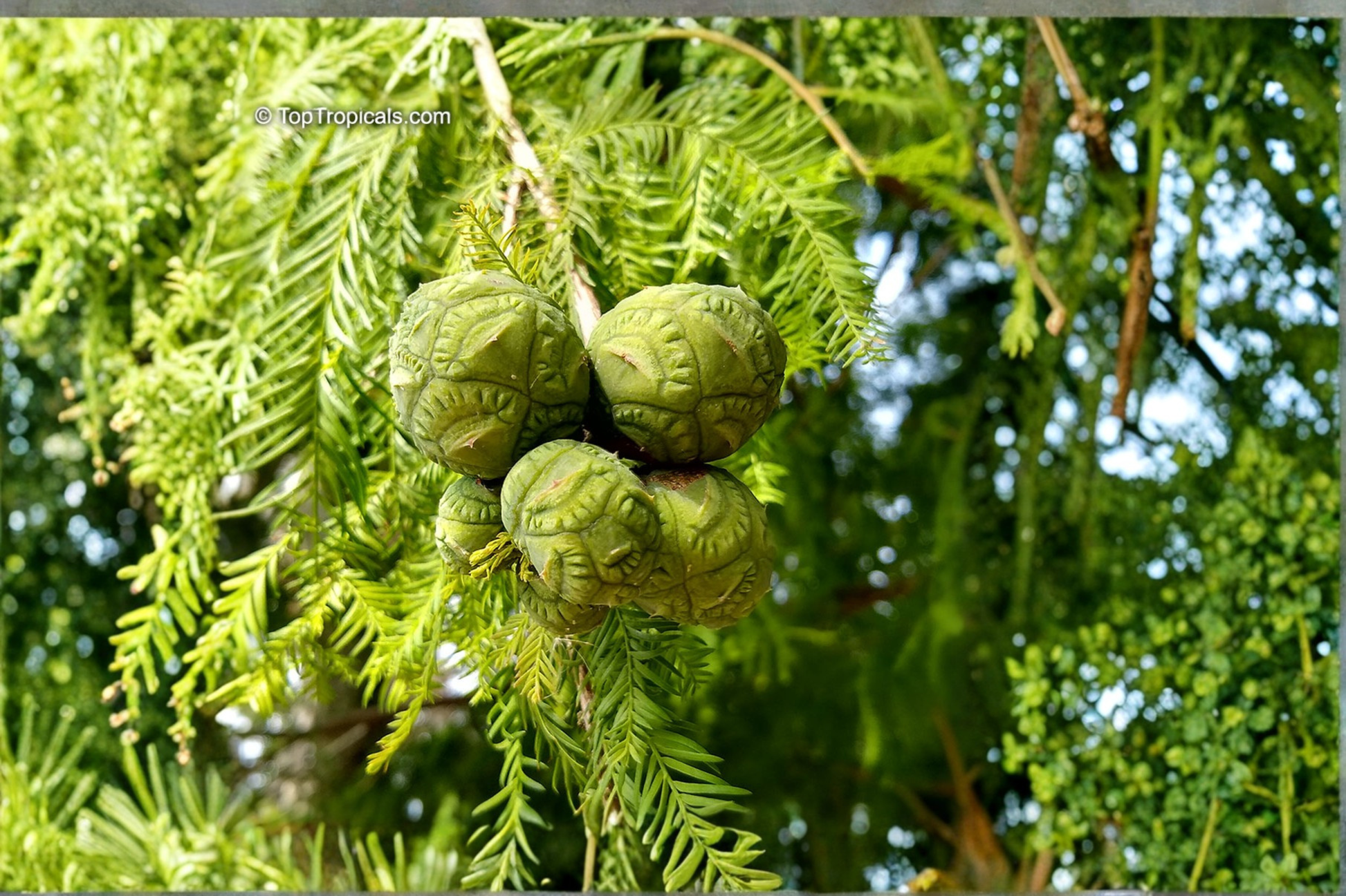 Bald Cypress Tree Live Plant 1 Quart Grow Bag - Taxodium distichum