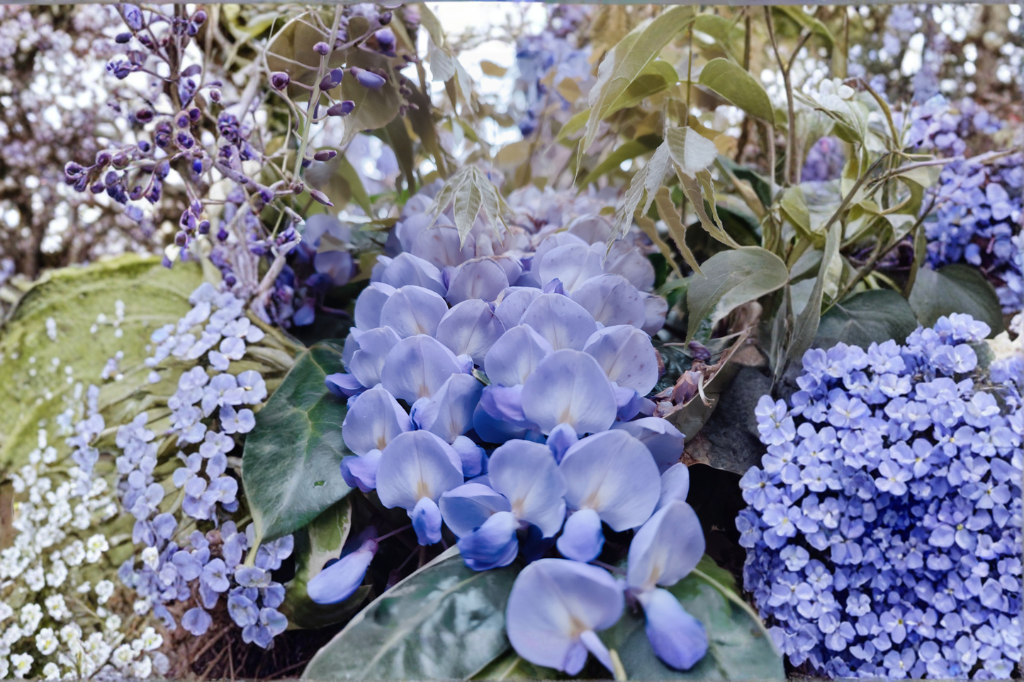 Blue Moon Wisteria Live Plant – Wisteria macrostachya – 6 to 14 Inches Tall