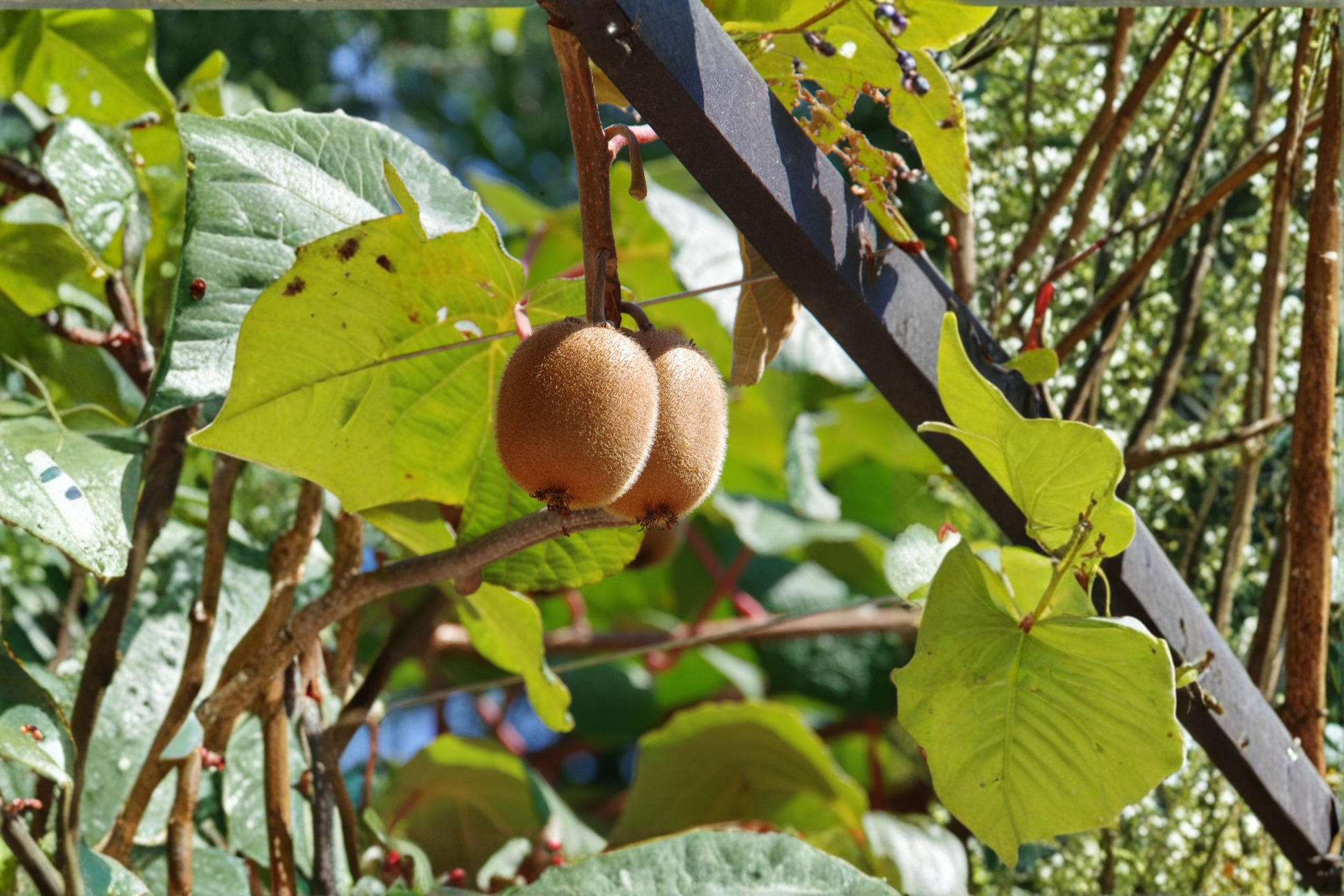 Clark Male Kiwi Pollinator Live Rooted Starter Plant – Hardy Kiwi Vine for USDA Zones 4-8