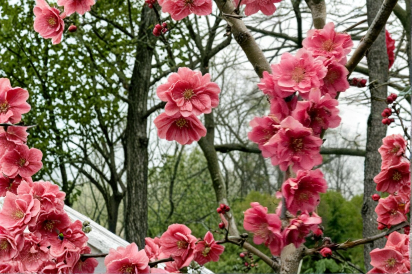 Crimson Cascade Weeping Peach Tree 4-6 Ft Live Flowering Tree Pink Blossom Ornamental Garden Tree