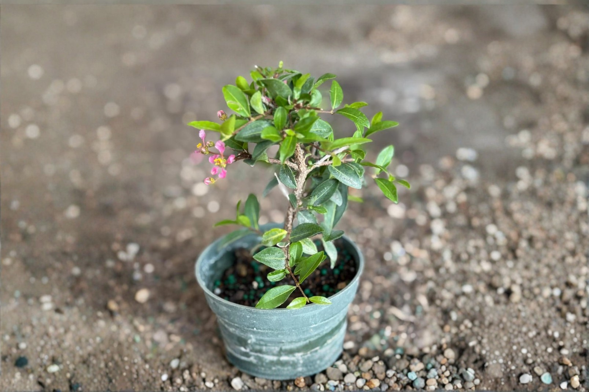 Barbados Cherry Bonsai Live Plant – Tropical Malpighia Glabra Starter Tree for Indoor & Outdoor Gardening