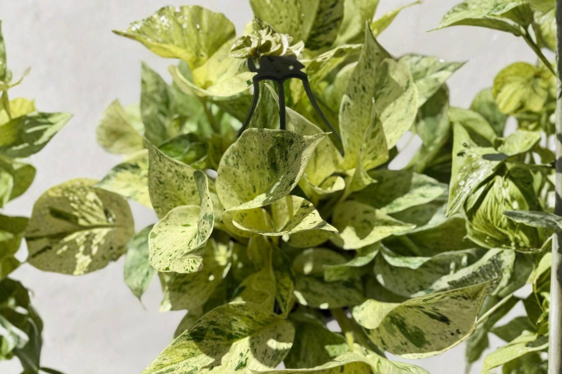 Snow Queen Pothos Live Plant, Variegated Epipremnum aureum, 8-Inch Pot, Indoor Hanging Houseplant, Trailing Foliage