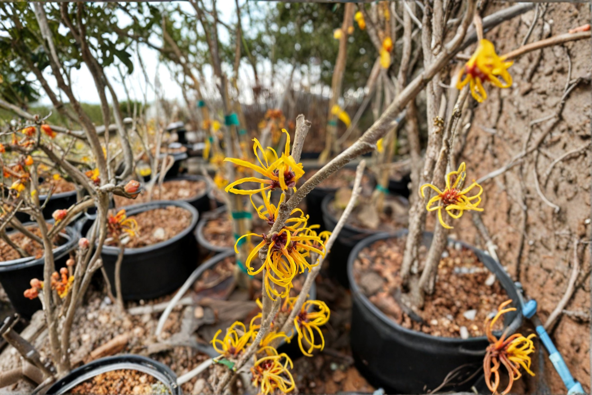 Witch Hazel ‘Allgold’ Live Plant – Bare Root Shrub with Golden Yellow Flowers, 24 Inches, Hamamelis × intermedia, Winter Blooming