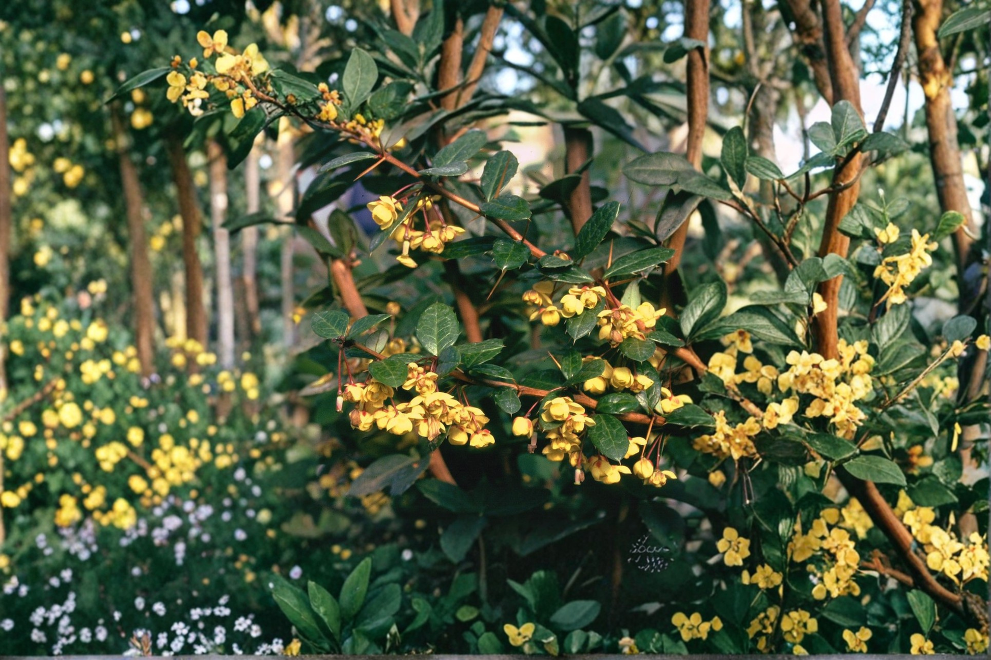 William Penn Barberry Live Plant - 3 Gallon Pot, Evergreen Shrub with Yellow Flowers, Berberis × gladwynensis for Hedges & Landscaping