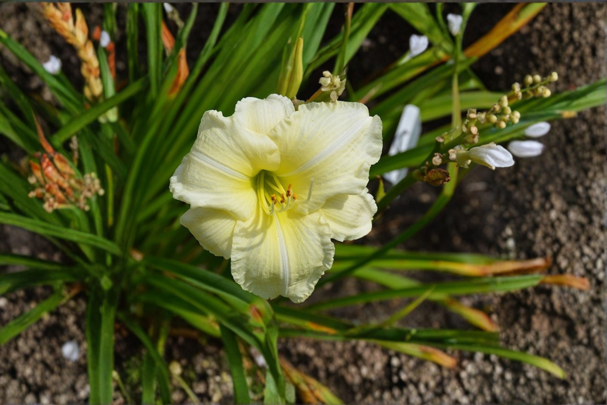 Daylily Joan Senior Bare Root Plants – Creamy White Summer Blooming Perennial Hemerocallis