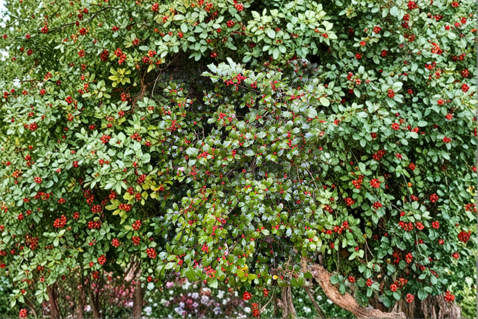 Carnival American Holly Live Plant Quart Pot – Variegated Evergreen Shrub with Red Berries, Ilex opaca ‘Carnival’ for Landscape Garden