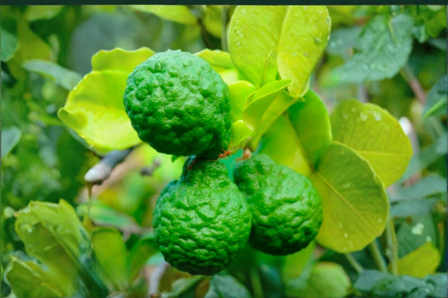 Kaffir Lime Seeds, Citrus hystrix, Tropical Citrus Fruit Plant, Container & Outdoor Growing, 10 Seeds
