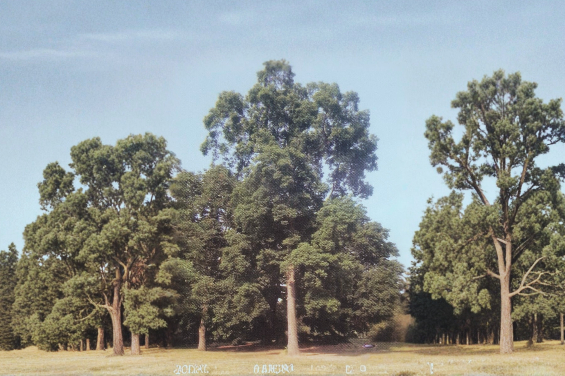 Pecan Tree Live 4-6 ft Wichita Variety Nut Tree for Garden & Orchard, Paper Shell Pecan, Shade & Nut Production