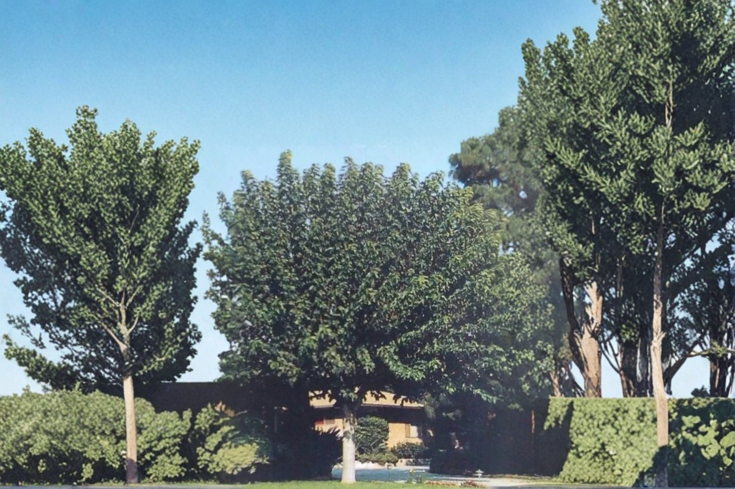 Fruitless Mulberry Tree Live Plant – 4–6 Ft Deciduous Shade Tree, Morus alba Cultivar for Yard & Landscape