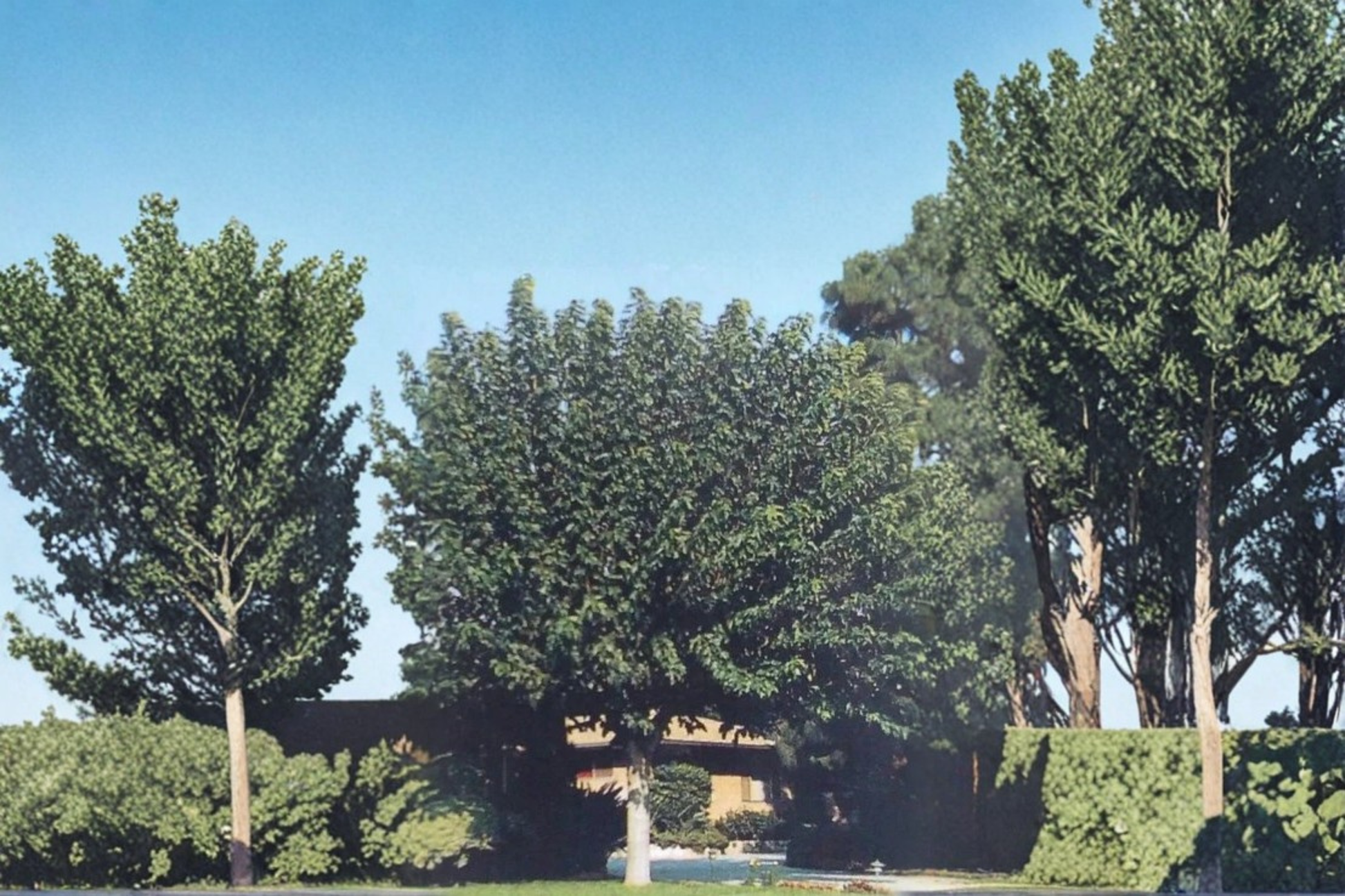 Fruitless Mulberry Tree Live Plant – 4–6 Ft Deciduous Shade Tree, Morus alba Cultivar for Yard & Landscape