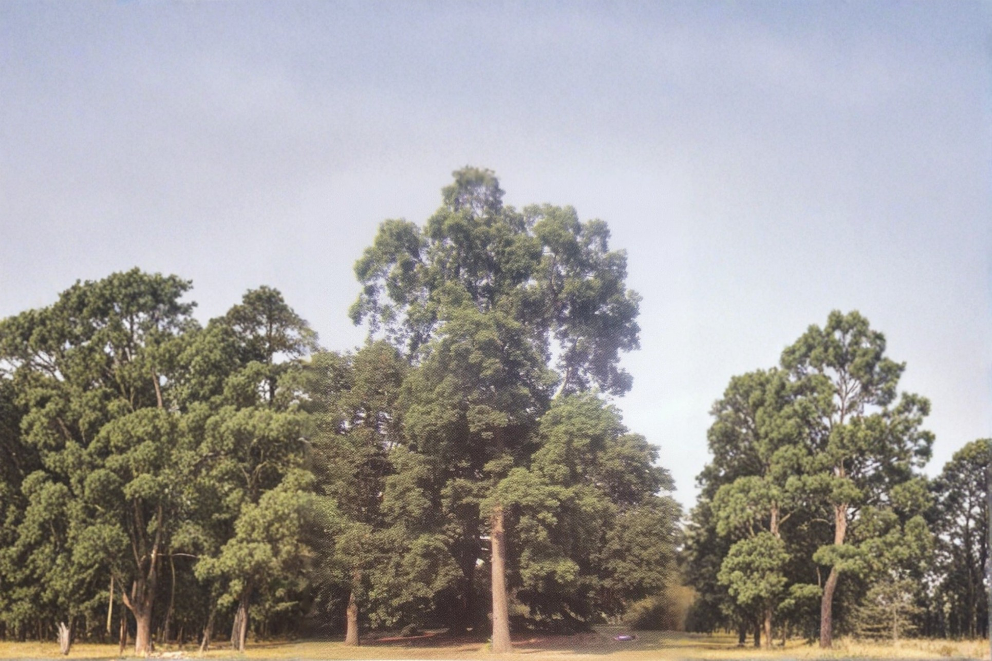 Live Stuart Pecan Tree 16-24 Inches Nut Tree Papershell Variety for Garden Orchard Shade Carya illinoinensis