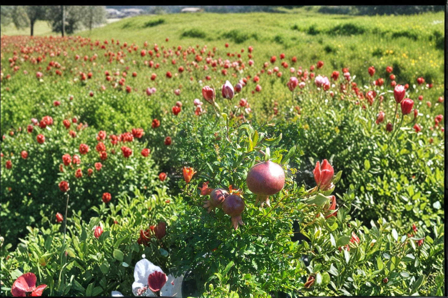 Dwarf Pomegranate Tree Live Plant, 3 Gallon Punica granatum, Compact Fruit Tree for Patio & Garden