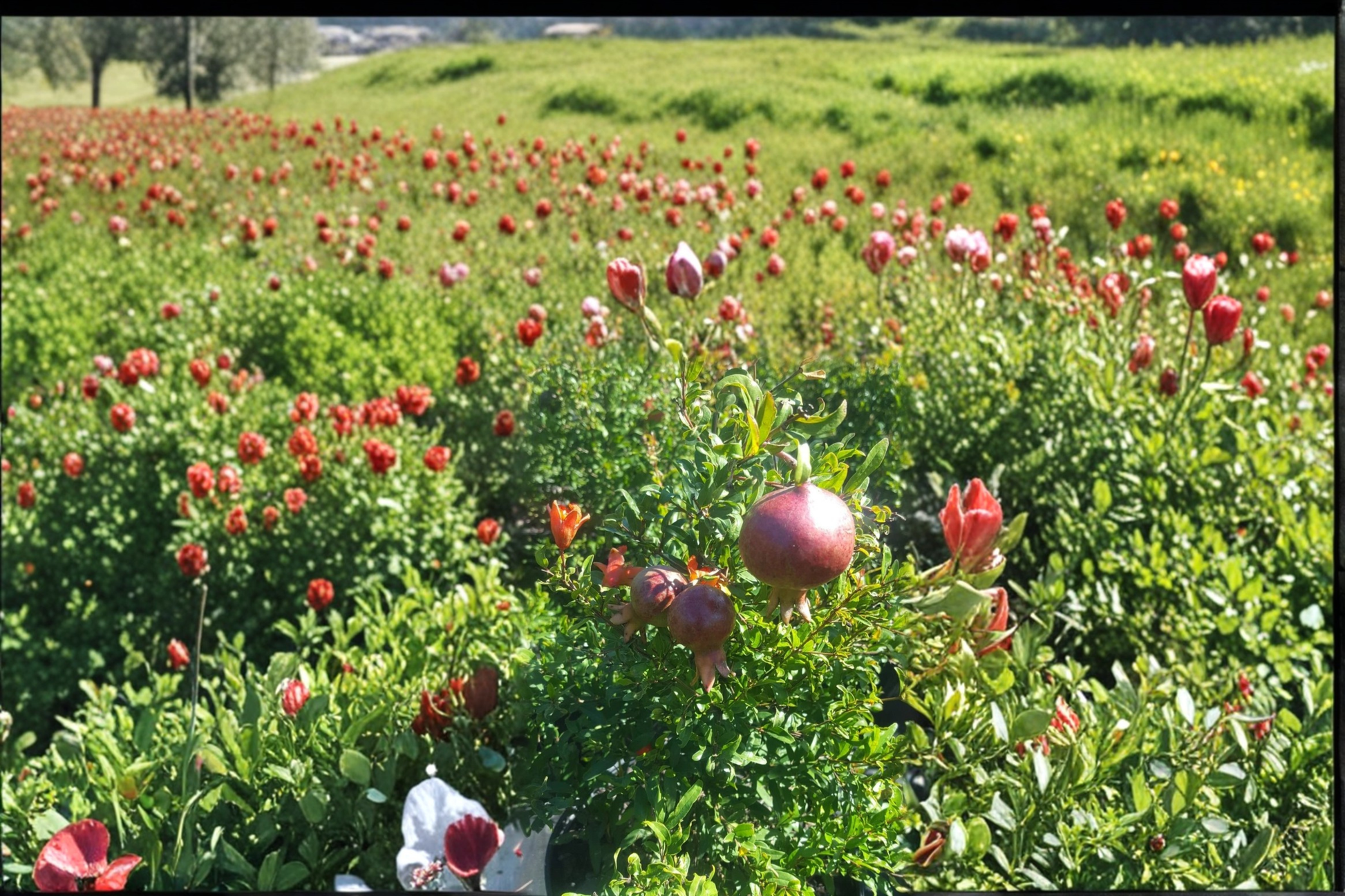 Dwarf Pomegranate Tree Live Plant, 3 Gallon Punica granatum, Compact Fruit Tree for Patio & Garden