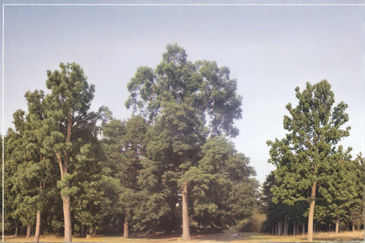 Choctaw Pecan Tree Live Plant 4–6 Ft Bare Root Nut Tree, Paper Shell Carya illinoinensis for Home Garden Orchard