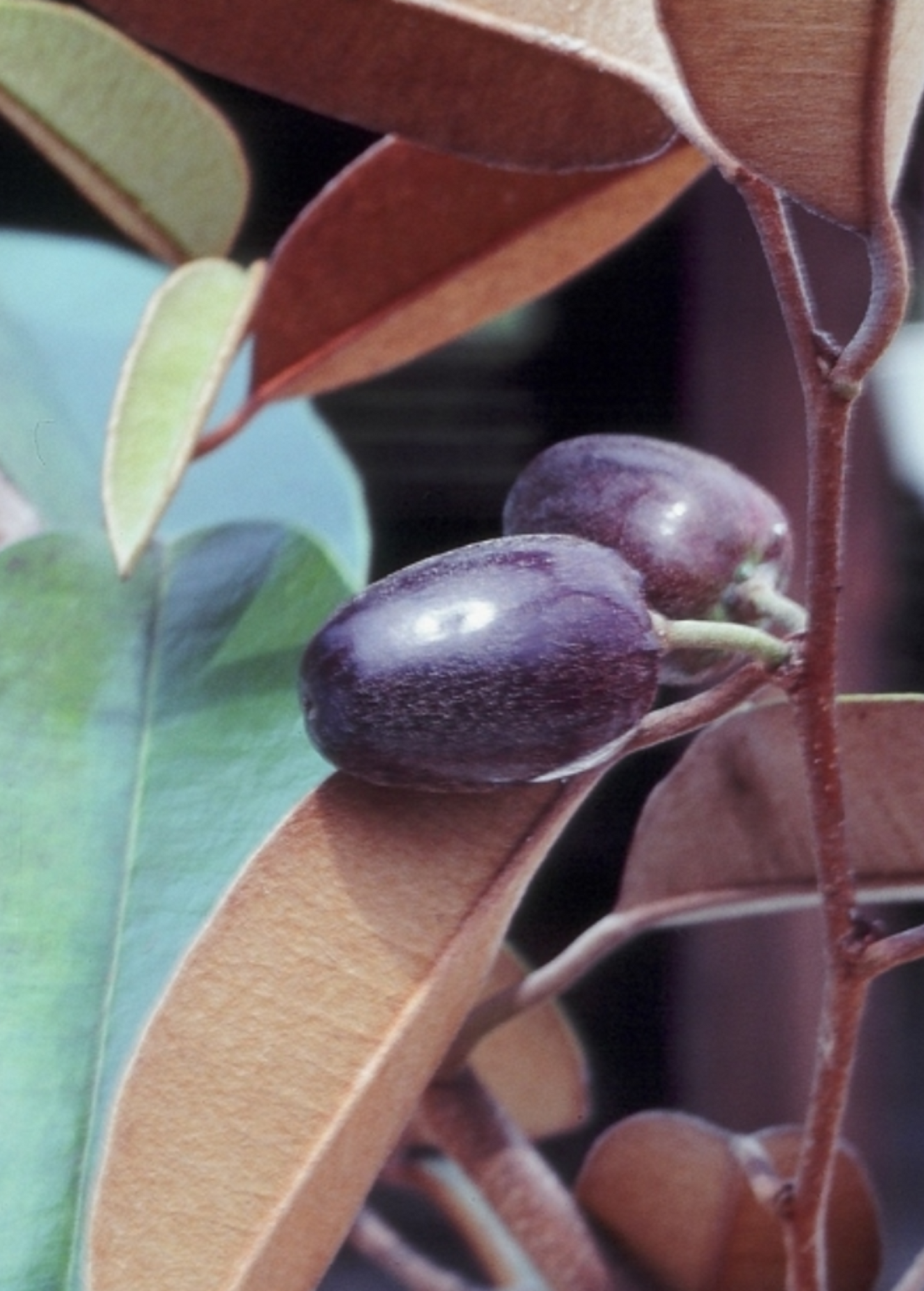 Caimitito Satin Leaf Tree Fruit Plant | Tropical, Edible, Chrysophyllum oliviforme