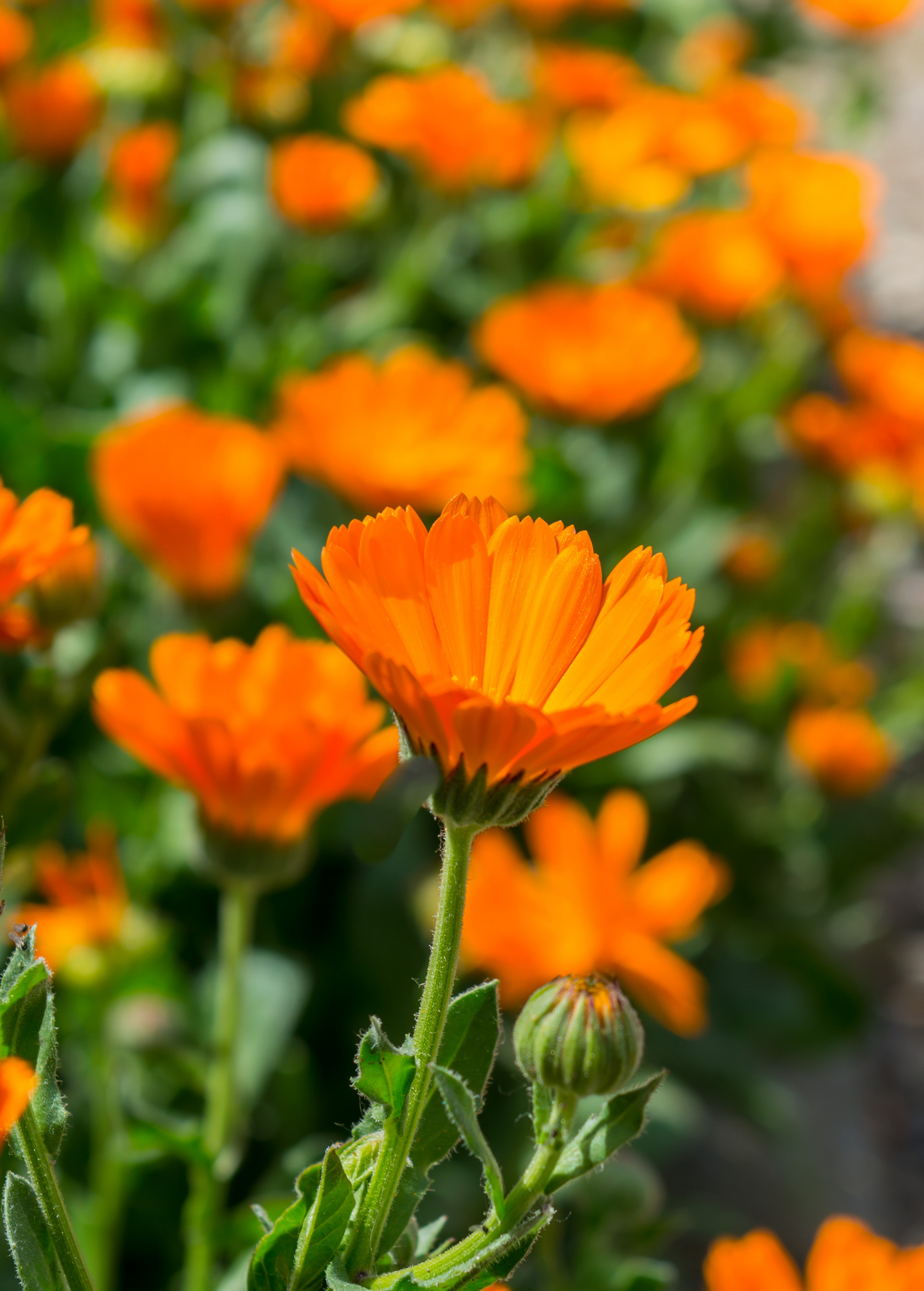 Orange Calendula Flower Seeds - Pot Marigold for Skincare, Medicine & Pollinators, Calendula officinalis