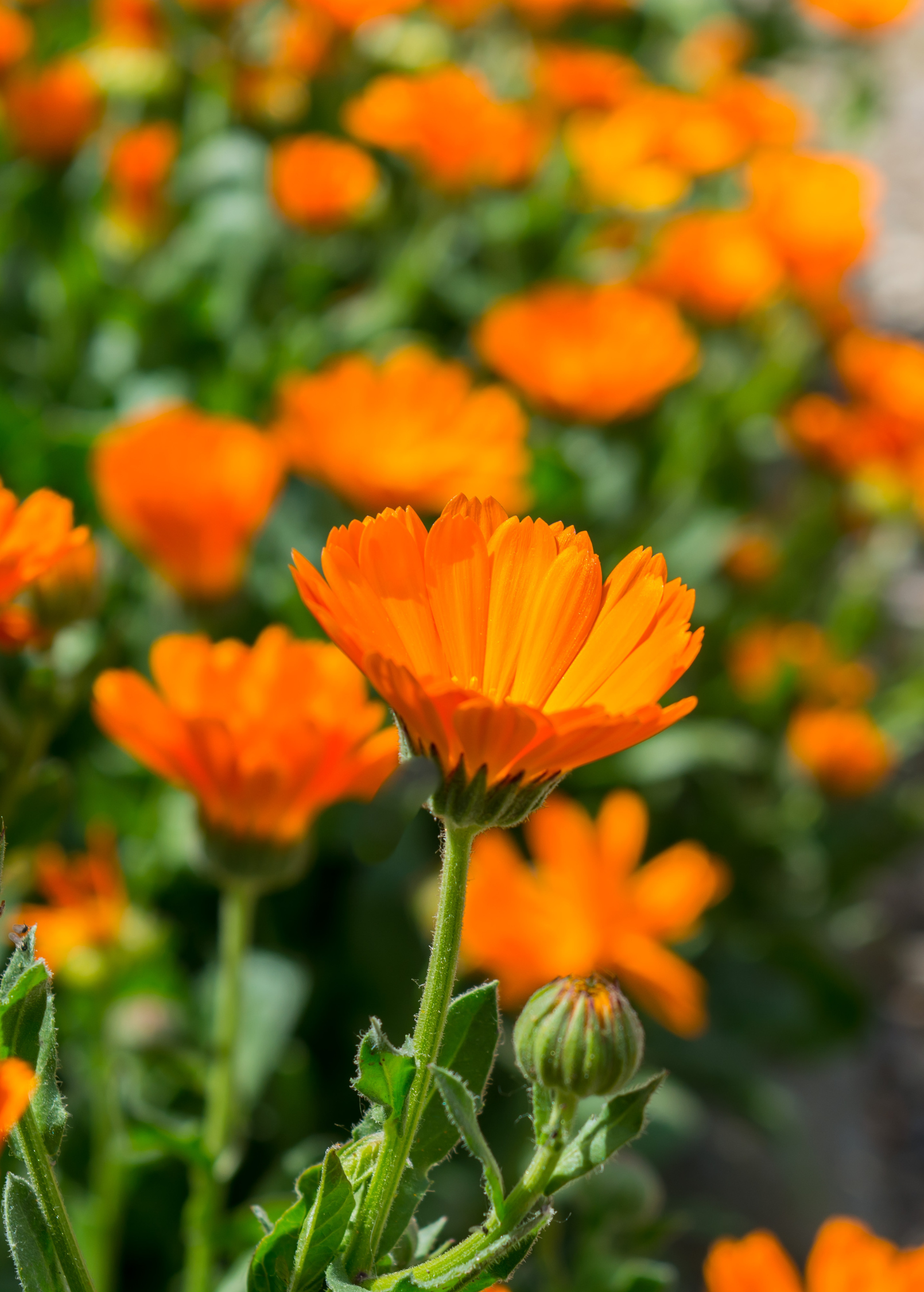 Orange Calendula Flower Seeds - Pot Marigold for Skincare, Medicine & Pollinators, Calendula officinalis
