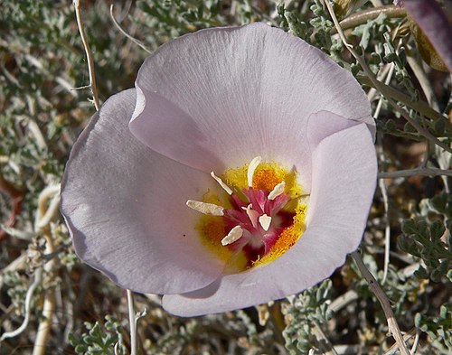 Calochortus flexuosus Seeds | Winding Mariposa Lily | Native Perennial Wildflower | Pollinator Attracting Flower Seeds