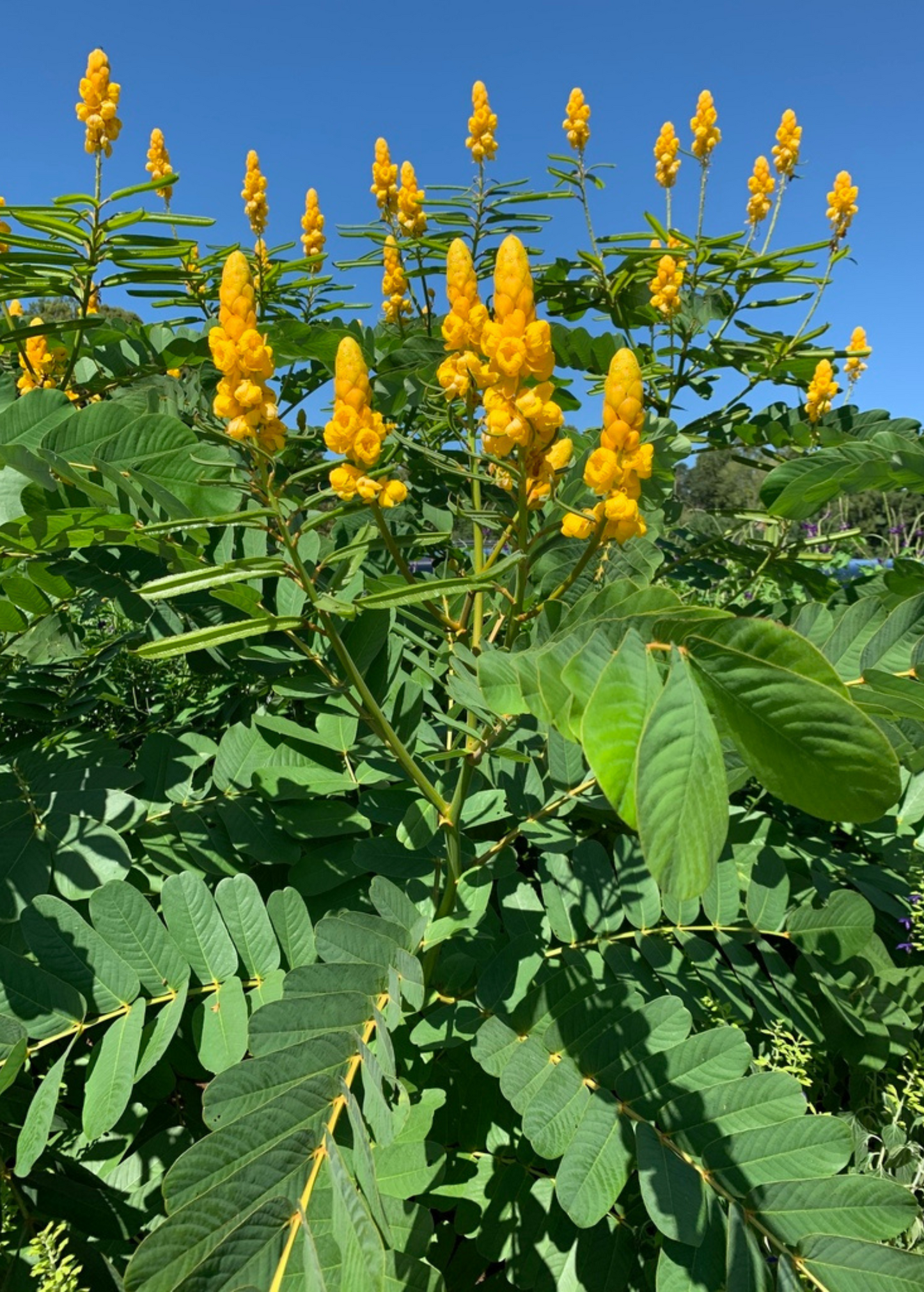 Candle Bush Shrub, Tropical Medicinal Plant, Senna alata, Yellow Flowering, Ringworm Treatment