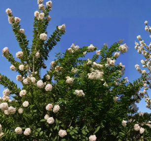 White Natchez Crape Myrtle Unrooted Cuttings Set of 10 for Propagation - Lagerstroemia Shrub