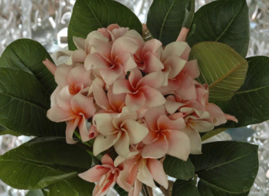 Unrooted Plumeria Rungsirichok Cutting for Propagation Grafting Tropical Frangipani