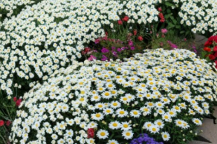 Leucanthemum Snowcap Live Plant in 2.5 Inch Pot, White Daisy Perennial for Borders & Containers, Late Summer Bloom