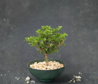 Pereskia aculeata Live Plant 6-Inch Leaf Cactus Ornamental Bonsai Shrub Scientific Name