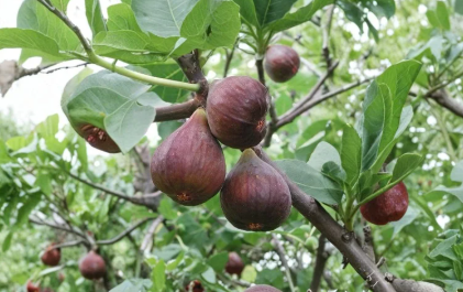 Ronde de Bordeaux Fig Cuttings – Unrooted Ficus carica Stems for Propagation, Fruit Tree, Dark Purple Berries