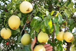 D’Anjou Pear Tree Scion Wood Unrooted Cuttings - Pyrus communis Grafting Propagation Lot of 4