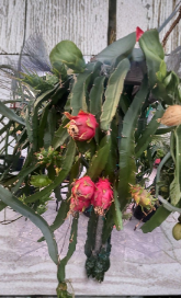Dragon Fruit Cuttings 5 Pack | 3-5 Inch Pitaya Cactus Stems for Grafting & Rooting | Selenicereus spp.