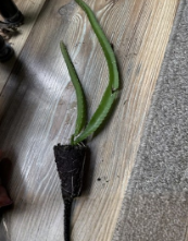 Yellow Dragon Fruit Live Plant, Hylocereus megalanthus, Tropical Climbing Cactus Starter