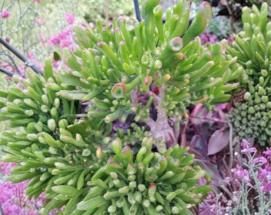 Ogre Ears Jade Plant Cuttings Crassula Ovata Gollum Dwarf Succulent Set of 3 Unrooted