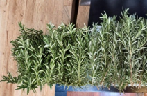 10 Fresh Rosemary Cuttings for Planting - Unrooted Salvia Rosmarinus Herb Stems
