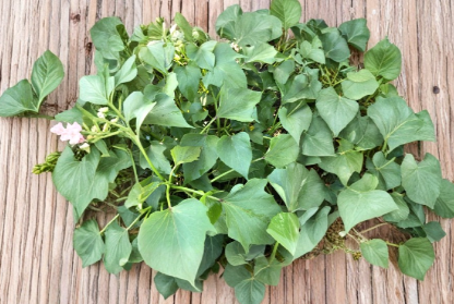 Sweet Potato Slips 10 Pack - Beauregard Ipomoea batatas Live Plants for Garden or Containers