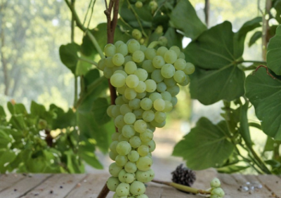 Seedless Grape Plant in Pot 10 Inch Vitis Hybrid Climbing Fruit Vine for Garden or Container Growing