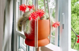 Monkey Tail Cactus Cutting - 8 Inch Unrooted Succulent Propagation Plant - Cleistocactus colademononis