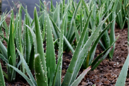 Large Aloe Vera Cuttings 12 Inches Unrooted Succulent Plant for Propagation Aloe barbadensis miller