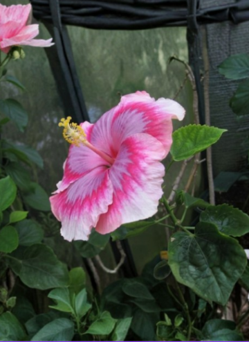 Vero’s Gift Hibiscus Unrooted Cuttings Tropical Flowering Plant for Propagation, Live Ornamental Shrub