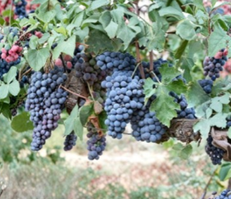 Brachetto Grape Cuttings 5 Pack Vitis vinifera Fruit Vine for Rooting & Grafting, Climbing Vine, Full Sun, Well-Draining Soil