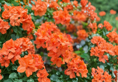 Mandarin Azalea Starter Plant Rhododendron Hybrid Ornamental Shrub Live Flowering Plant